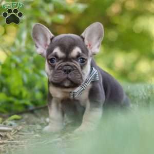 Page, French Bulldog Puppy